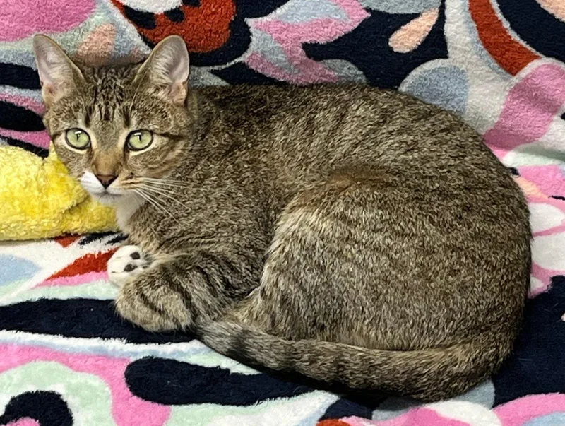 An adult small-sized female American Shorthair cat named Sage for adoption in Caribou, ME