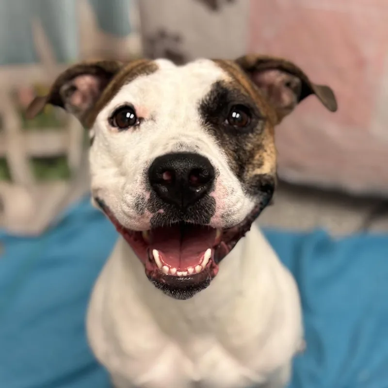 An adult medium-sized female White / Cream English Bulldog dog named Lucy for adoption in Henderson, NV