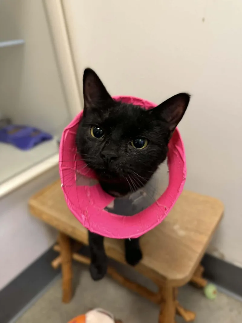 A young medium-sized female Black Domestic Short Hair cat named Silvie for adoption in Elizabethtown, NY