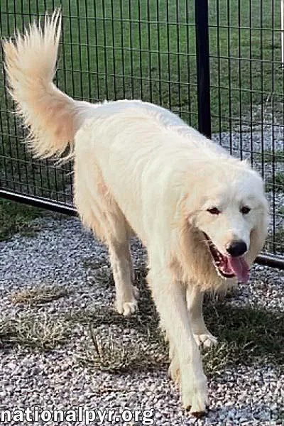 A young extra large-sized male White / Cream Great Pyrenees dog named CJ in AL for adoption in Beacon, NY