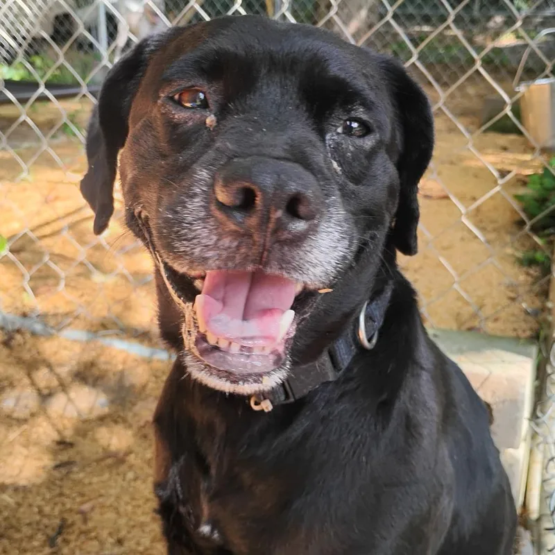 An adult medium-sized male Black Beagle dog named Tucker for adoption in Trenton, GA