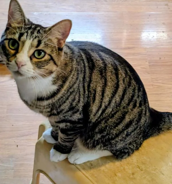 An adult medium-sized female Tabby (Brown / Chocolate) Domestic Short Hair cat named Cosmo for adoption in Kenosha, WI