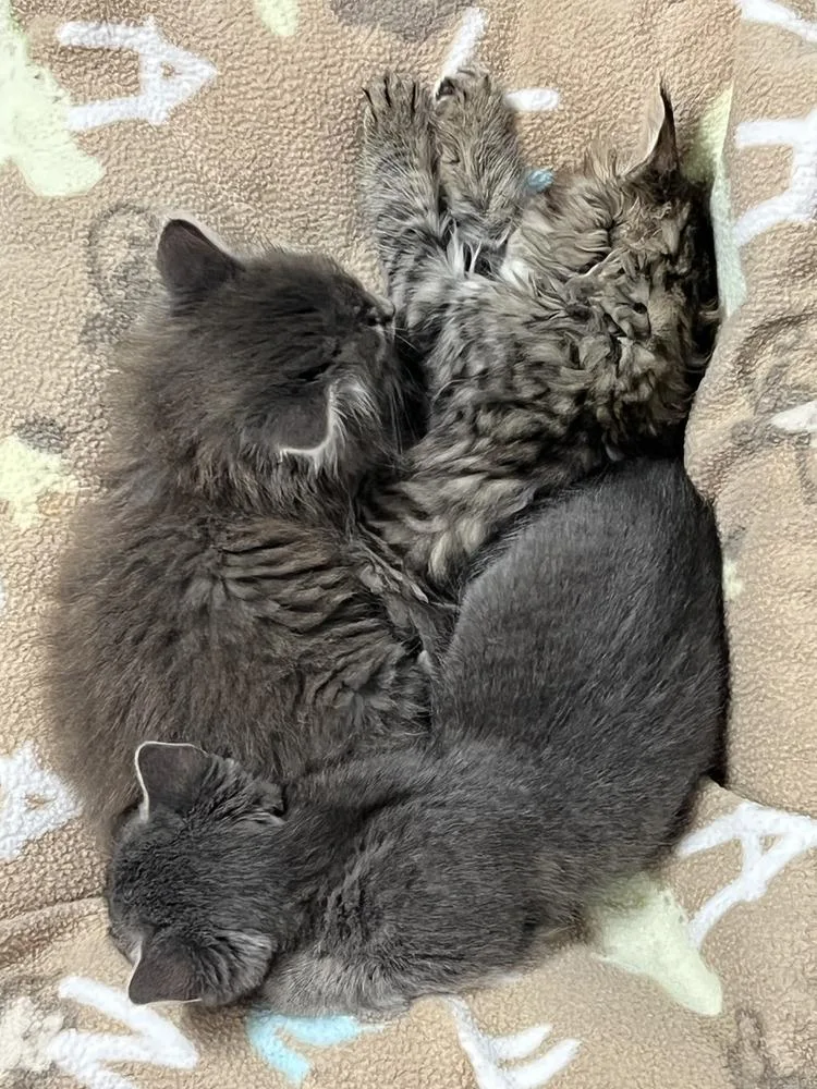A baby medium-sized male Gray / Blue / Silver Domestic Medium Hair cat named Paxton for adoption in Salinas, CA