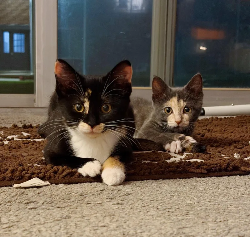 A baby medium-sized female Calico Domestic Short Hair cat named Clove & Rue for adoption in Sterling Heights, MI