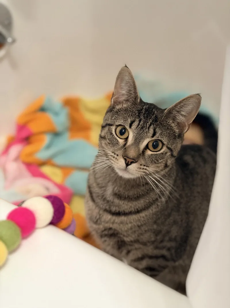 A baby medium-sized female Domestic Short Hair cat named Jessie Girl for adoption in Broomall, PA