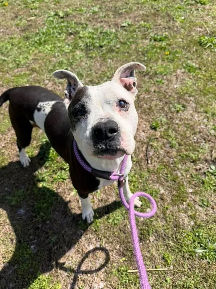 An adult medium-sized female Black Pit Bull Terrier dog named Gabrielle for adoption in Chicago, IL