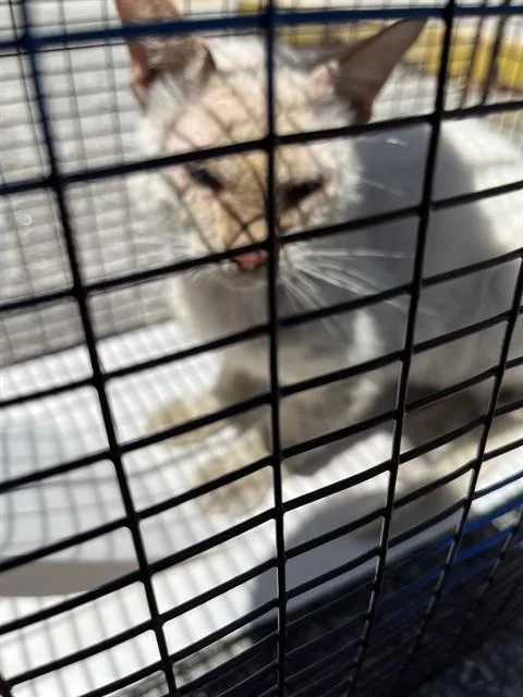 Kevin