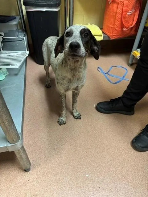 A young medium-sized female Bluetick Coonhound dog named Speckle for adoption in Cookeville, TN