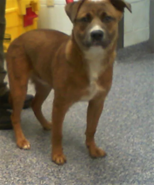 A young medium-sized male Mixed Breed dog named Will for adoption in Charlotte, NC