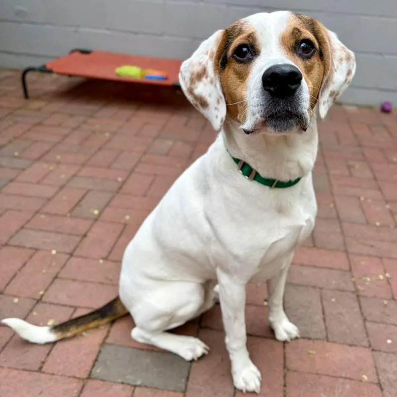 An adult medium-sized male Foxhound dog named Ziggy for adoption in Whitehall, PA