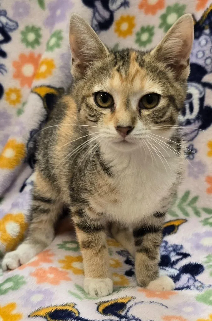 A baby small-sized female Domestic Short Hair cat named Hazel for adoption in Murphysboro, IL