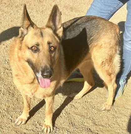 An adult large-sized female Apricot / Beige Mixed Breed dog named Nieves for adoption in Georgetown, TX