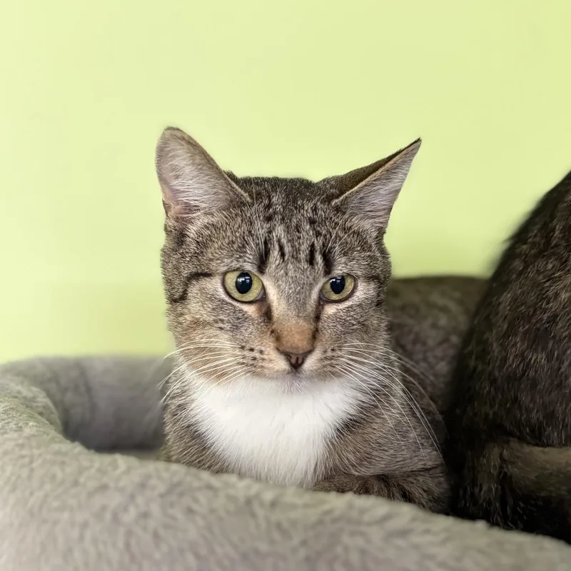A young small-sized female Brown / Chocolate Domestic Short Hair cat named Potion for adoption in Chicago, IL