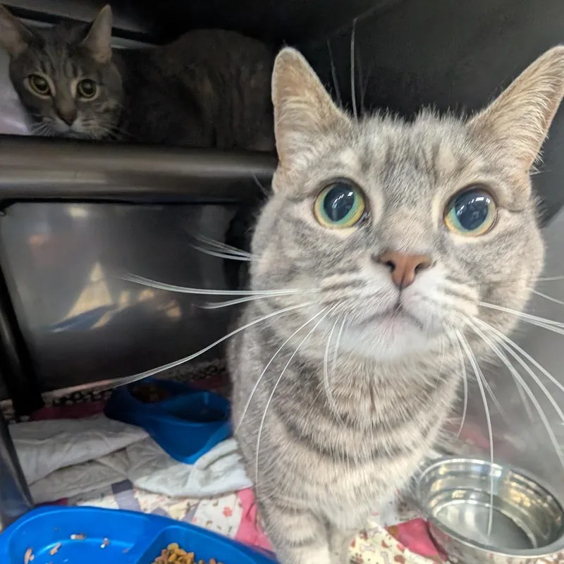 An adult large-sized male Gray / Blue / Silver Domestic Medium Hair cat named Dusty for adoption in Jefferson city, TN