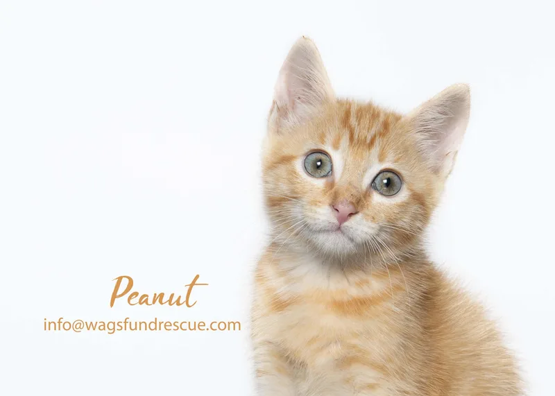 A baby medium-sized male Tabby (Orange / Red) Tabby cat named Peanut for adoption in Houston, TX