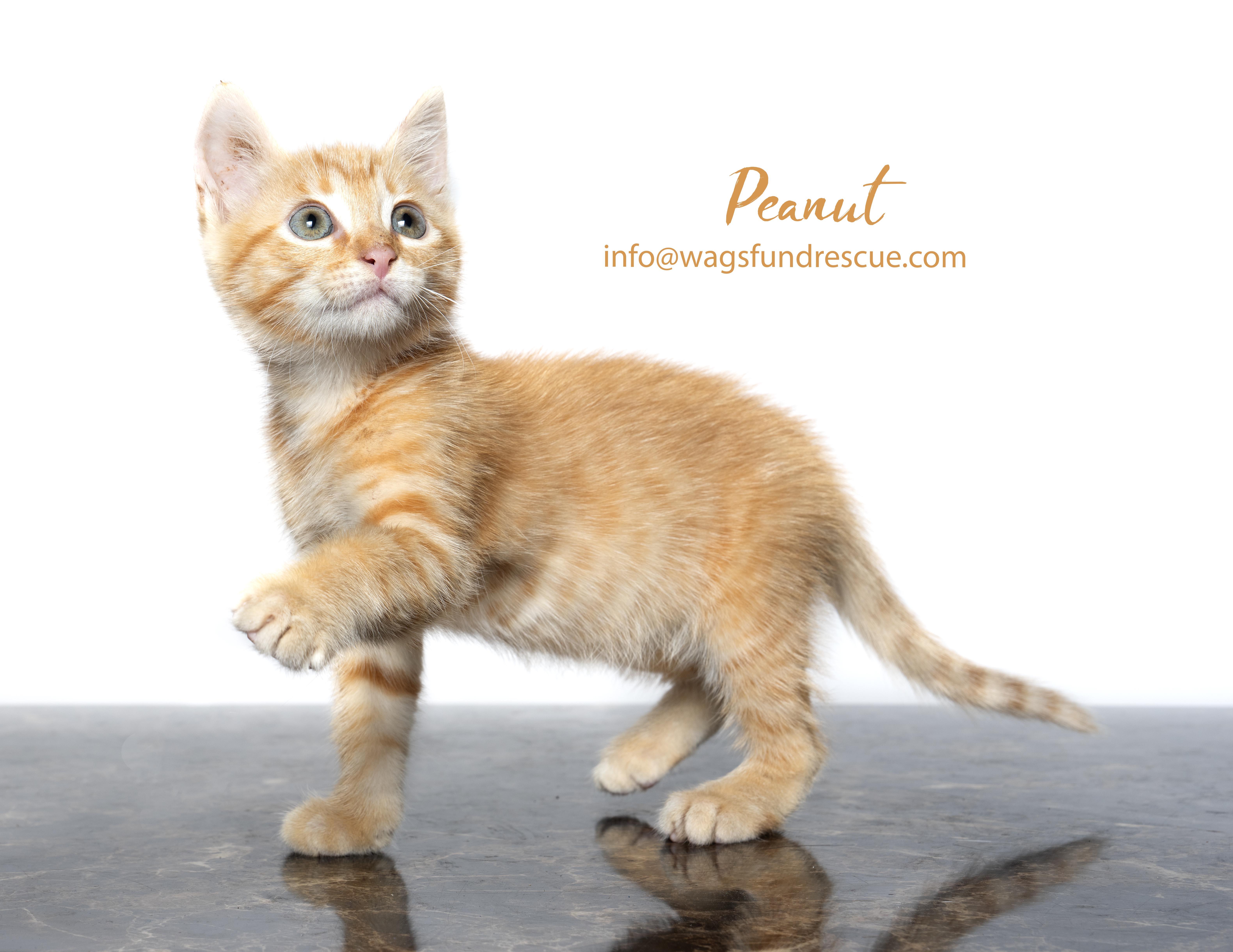 Peanut thumbnail 2