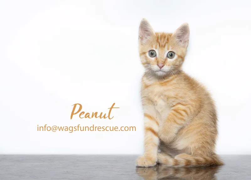 Peanut thumbnail 3