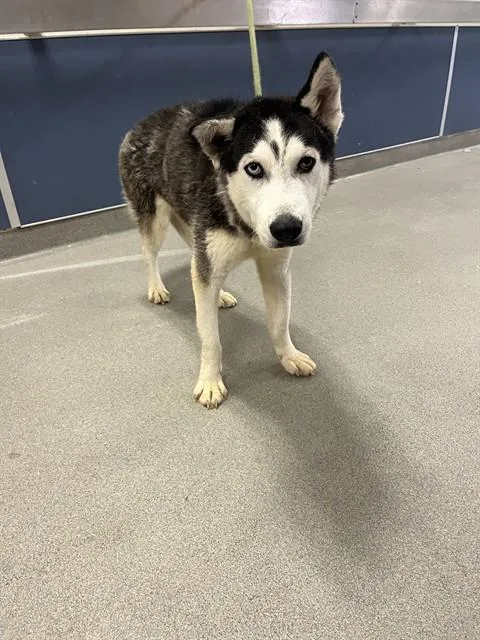 An adult large-sized male Siberian Husky dog named Poppy for adoption in Miami, FL