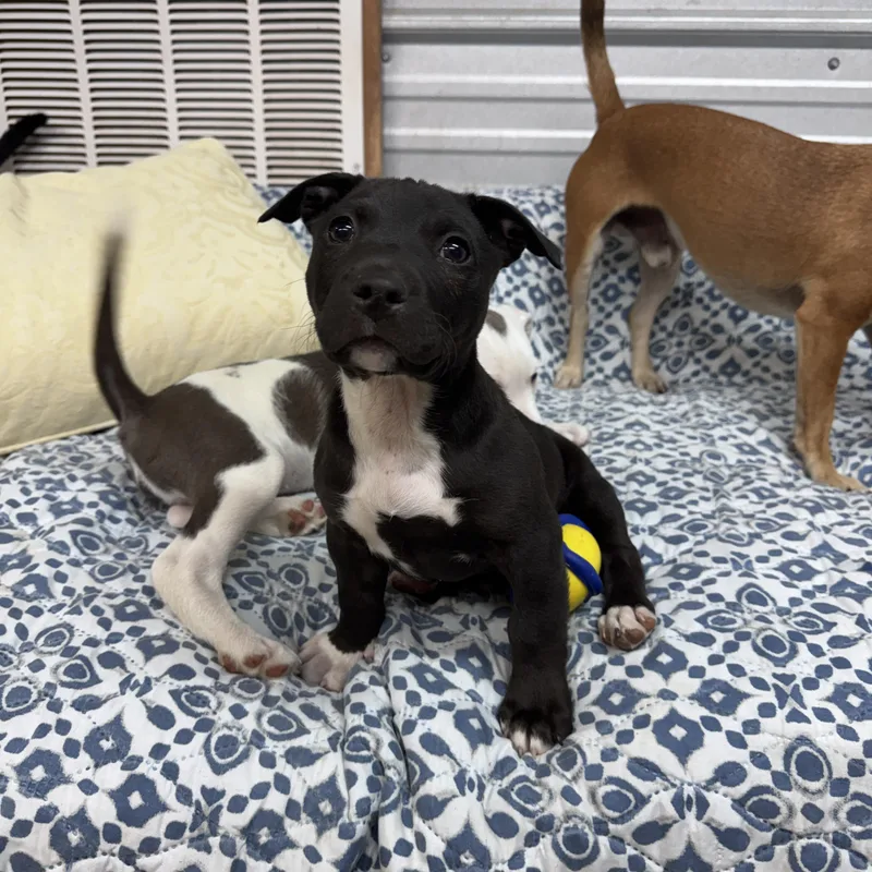 Pickles Buckaroo thumbnail 2