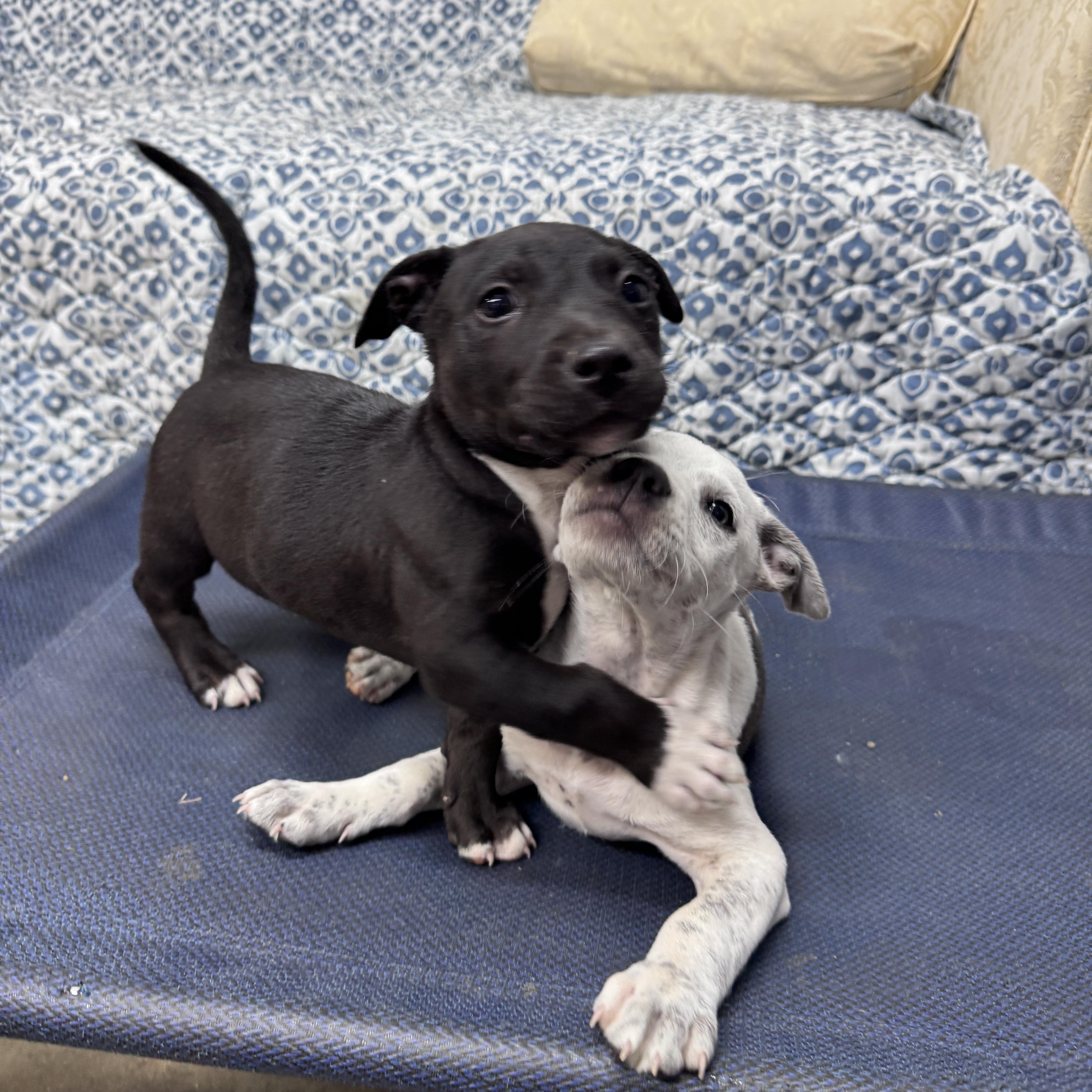 Pickles Buckaroo thumbnail 3