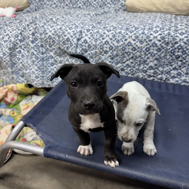 Pickles Buckaroo thumbnail 4