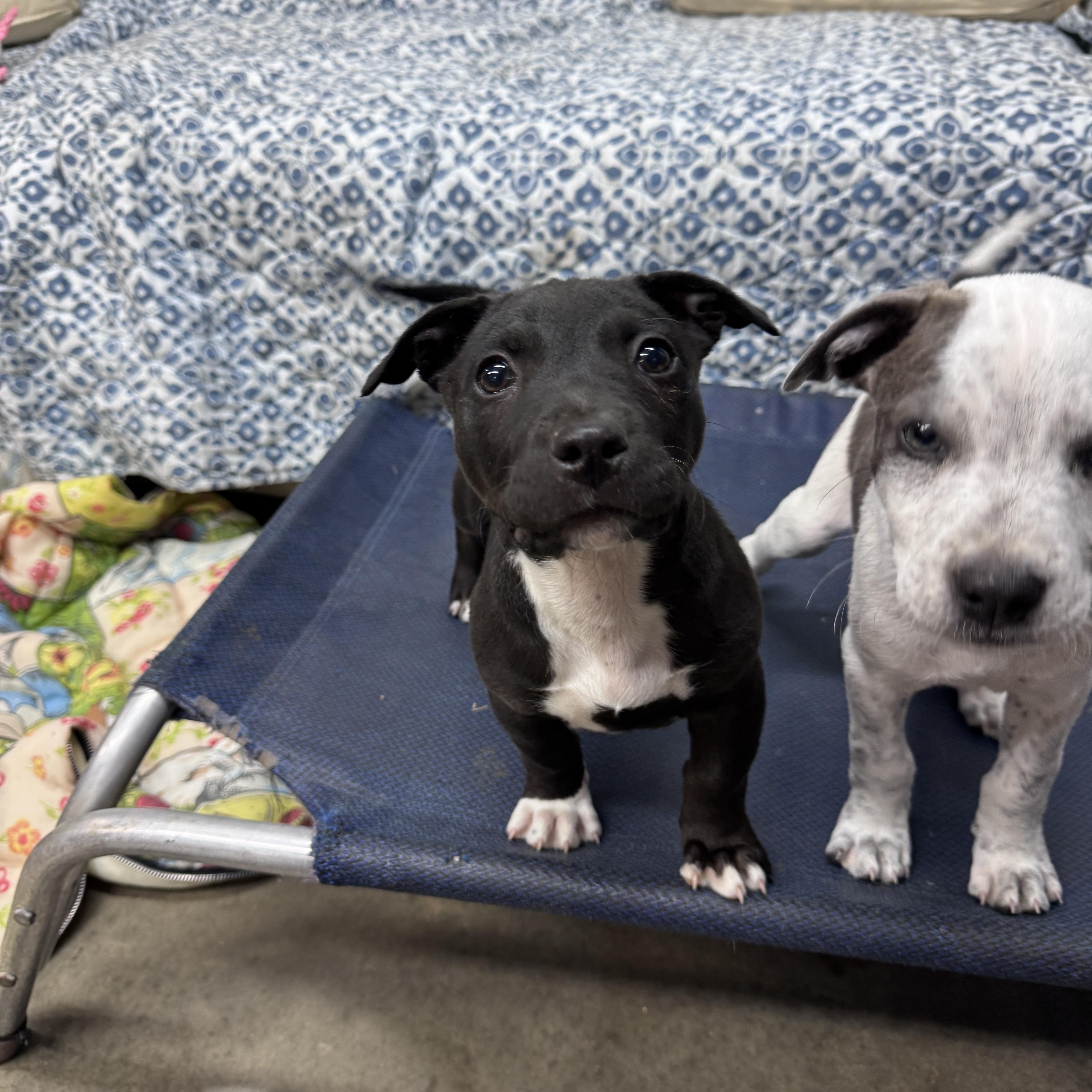 Pickles Buckaroo thumbnail 6