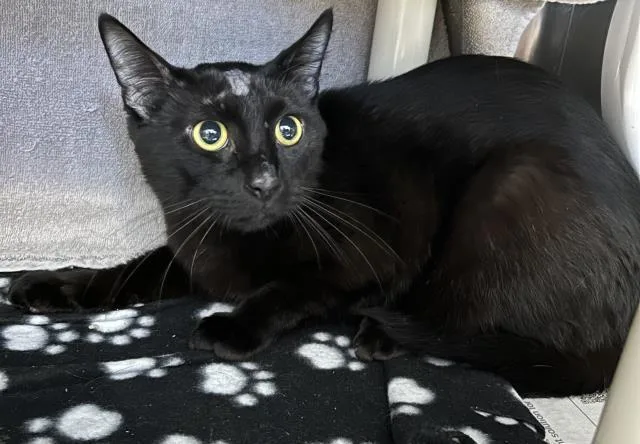 A young small-sized male Domestic Short Hair cat named Radley for adoption in Clinton Township, MI
