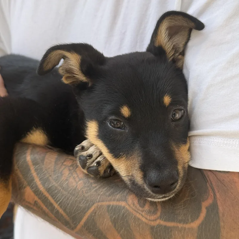 A baby medium-sized male Black Australian Cattle Dog / Blue Heeler dog named Koa for adoption in Encino, CA