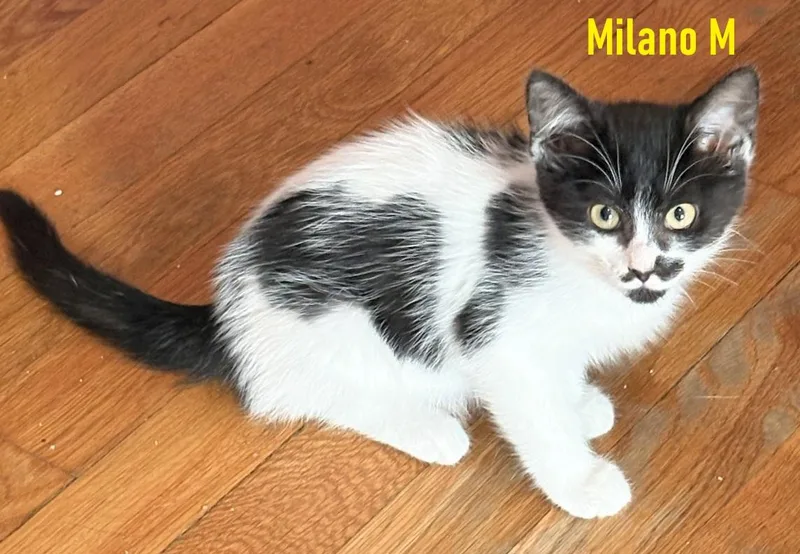 Milano  Napoli  thumbnail 4