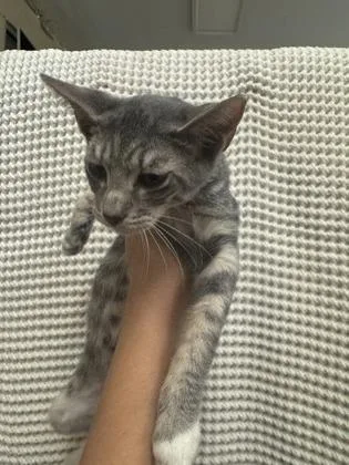 A baby medium-sized male Domestic Short Hair cat named Badger for adoption in Honolulu, HI