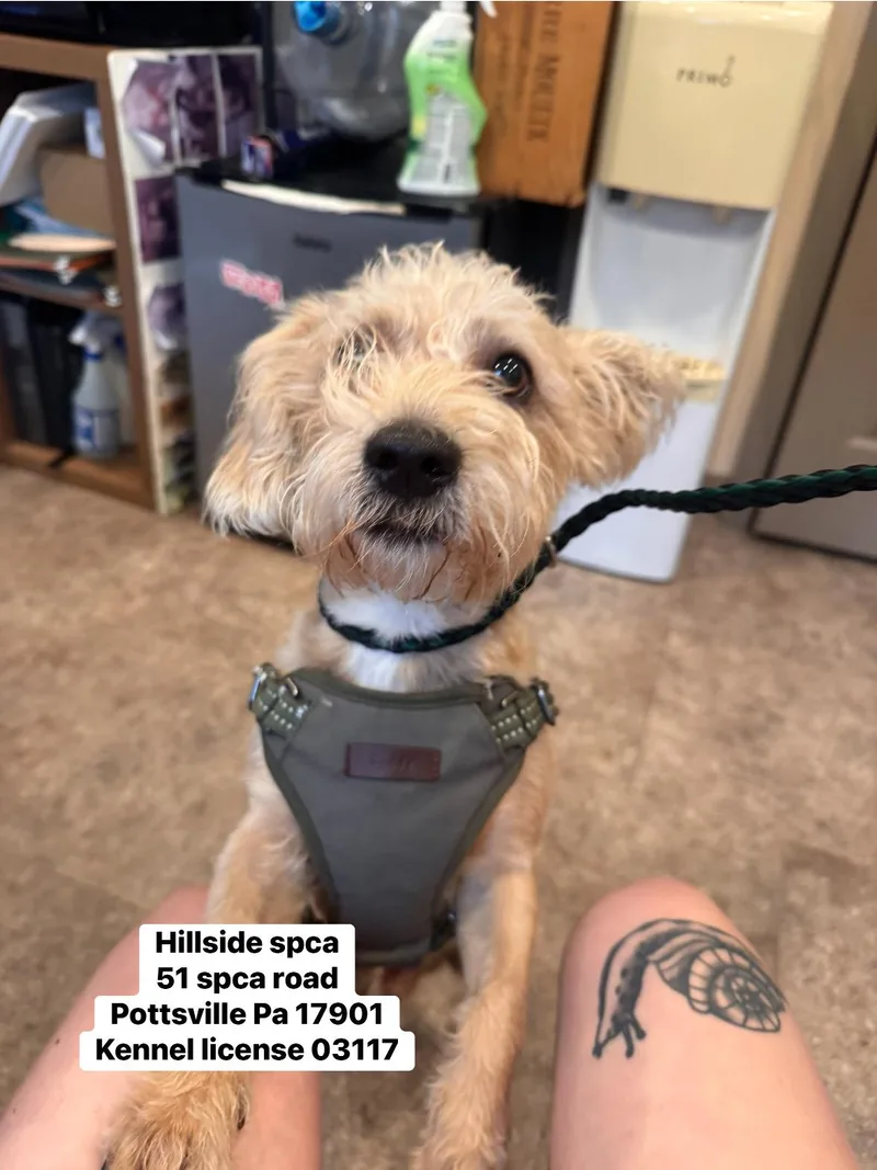 A young small-sized male Apricot / Beige Miniature Schnauzer dog named Frank for adoption in Pottsville, PA