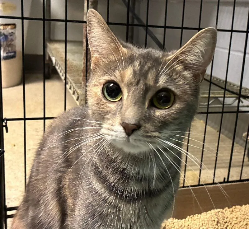 An adult medium-sized female Tortoiseshell Domestic Short Hair cat named Tulip Maya for adoption in Cincinnati, OH