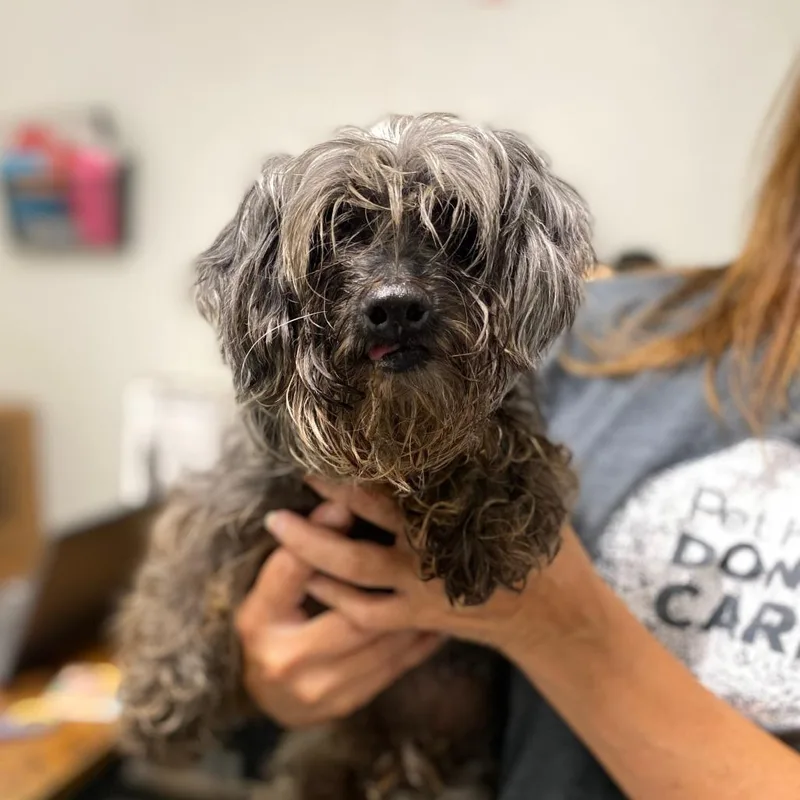 A senior small-sized male Gray / Blue / Silver Mixed Breed dog named Moe for adoption in Troy, IL