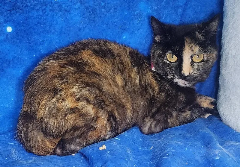 A young medium-sized female Domestic Short Hair cat named Crescent for adoption in Wetumpka, AL