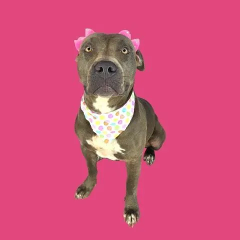 An adult medium-sized female Gray / Blue / Silver Pit Bull Terrier dog named Sheila  URGENT for adoption in Thousand Oaks, CA