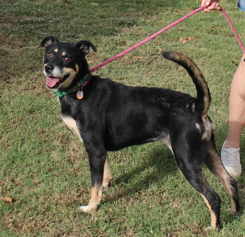 An adult medium-sized male Bicolor Shepherd dog named Rascal for adoption in Claremore, OK