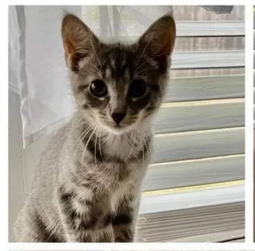 A baby medium-sized female Domestic Short Hair cat named Bobbi for adoption in Massapequa, NY