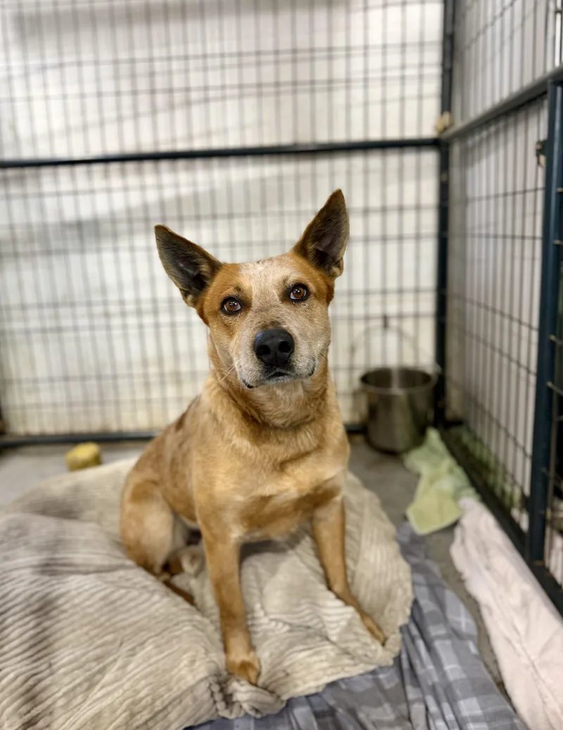 An adult medium-sized male Merle (Red) Cattle Dog dog named Chevy for adoption in Matthews, IN