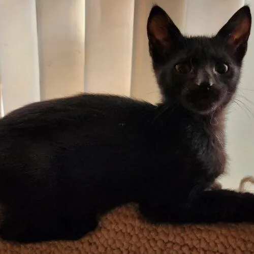 A baby small-sized male Domestic Short Hair cat named Carson for adoption in Gilbert, AZ