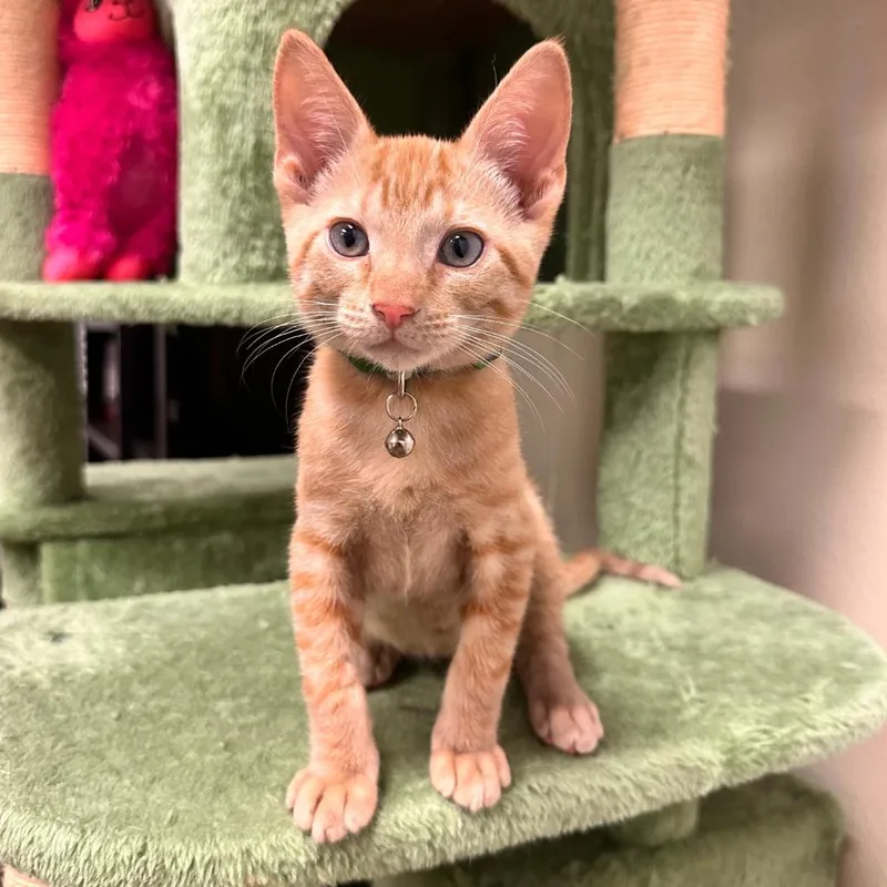 A baby small-sized male Orange / Red Domestic Short Hair cat named Charlie for adoption in Sarasota, FL