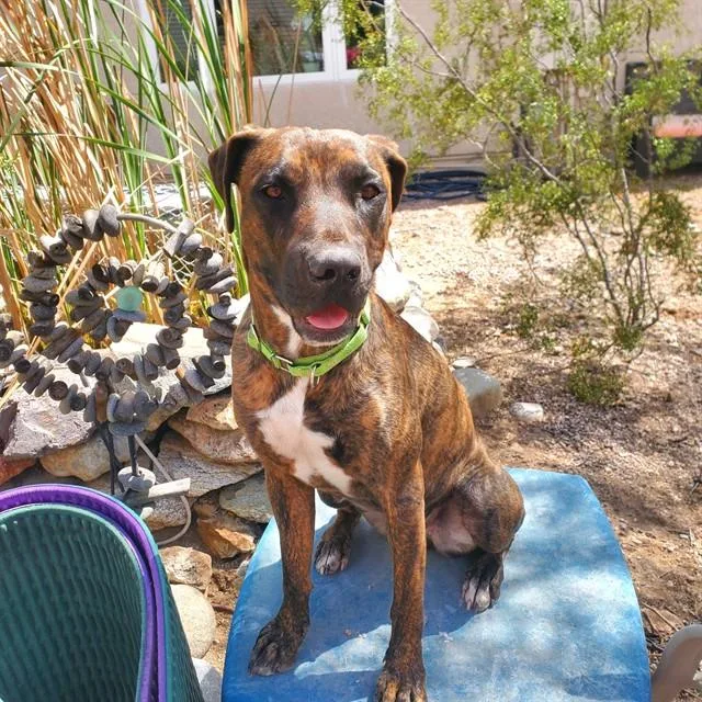 A young medium-sized female Pit Bull Terrier dog named Abby for adoption in Tucson, AZ