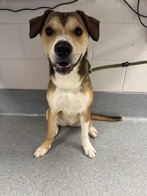 A young medium-sized female Beagle dog named Snickers for adoption in Indianapolis, IN