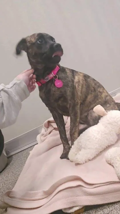 A young small-sized female Pit Bull Terrier dog named Tansy for adoption in Hamilton, MT