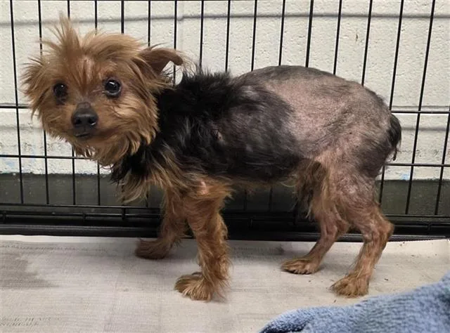 An adult small-sized male Yorkshire Terrier dog named Skoshi for adoption in San Antonio, TX