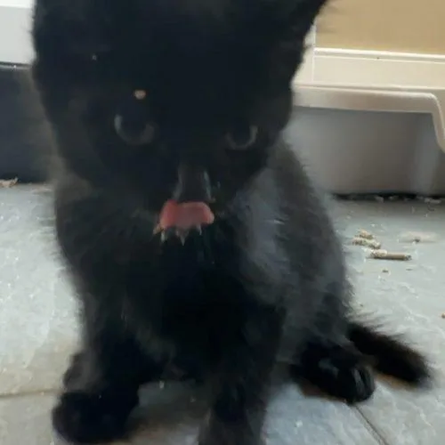 A baby small-sized male Domestic Medium Hair cat named Paso for adoption in Tipp City, OH