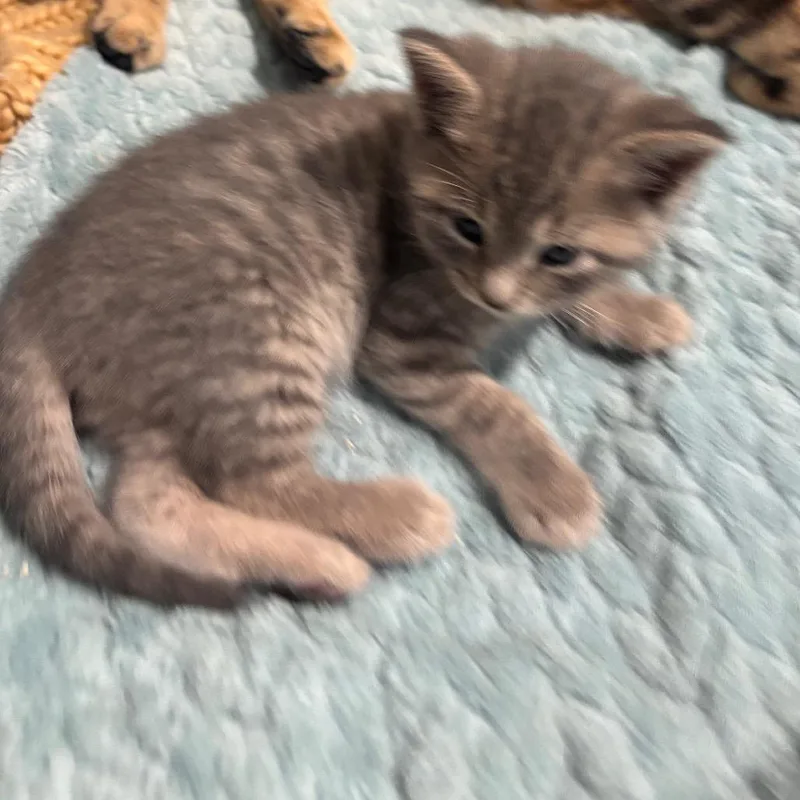 A baby small-sized male Gray / Blue / Silver Domestic Short Hair cat named Mr Grey for adoption in League City, TX
