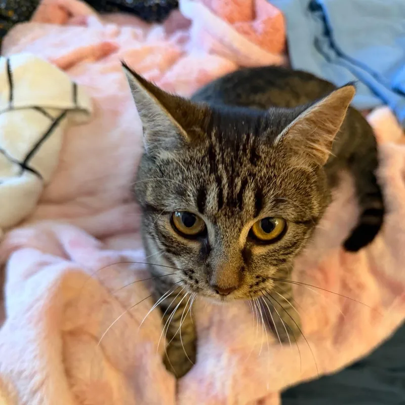 A young medium-sized female Brown / Chocolate Domestic Short Hair cat named Susanna for adoption in Evanston, IL