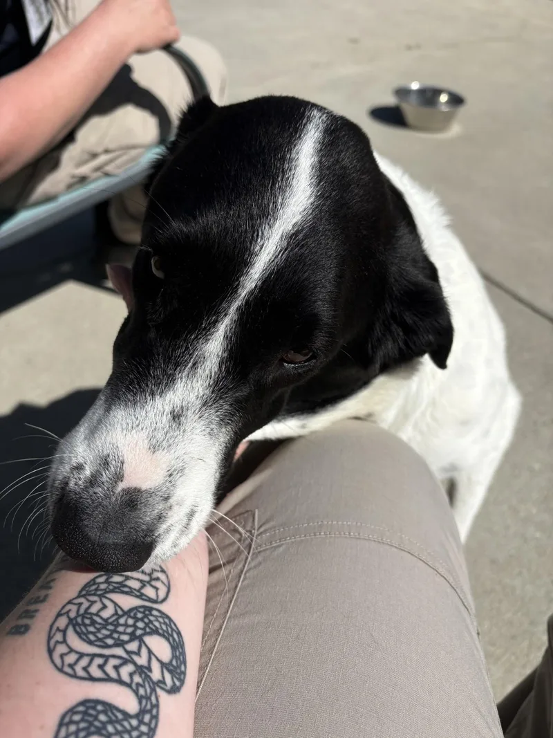 An adult large-sized female Black Anatolian Shepherd dog named Lola for adoption in Ashland, VA