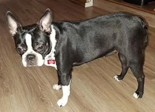 An adult small-sized female Black Boston Terrier dog named Petunia for adoption in Tulsa, OK