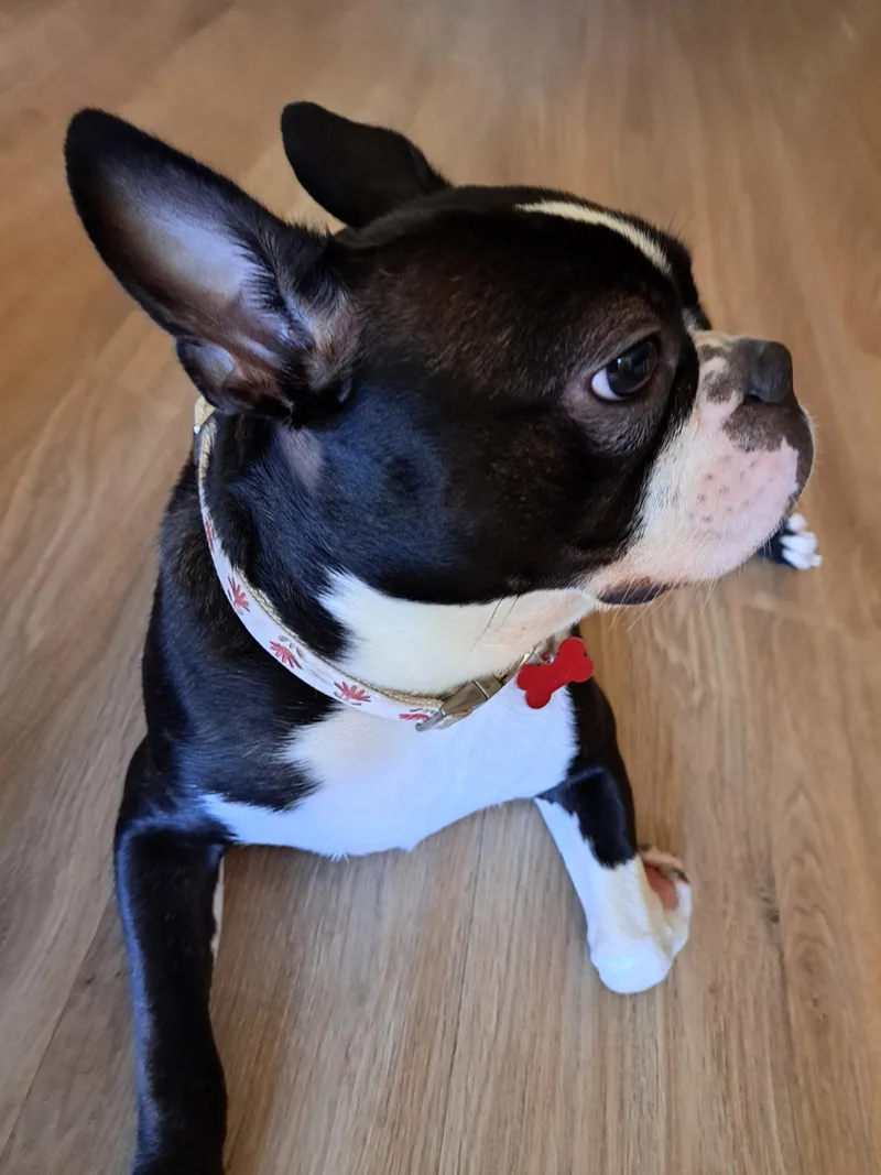 Petunia thumbnail 2